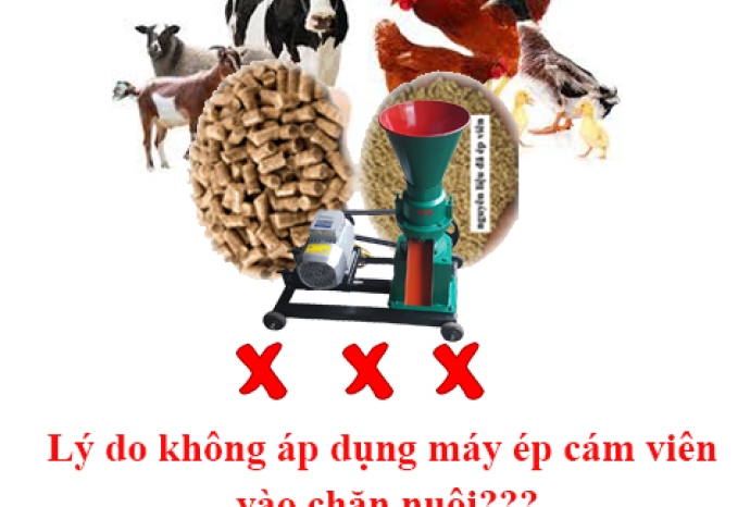 Lý do thực sự bạn không áp dụng máy ép cám viên vào chăn nuôi là gì?