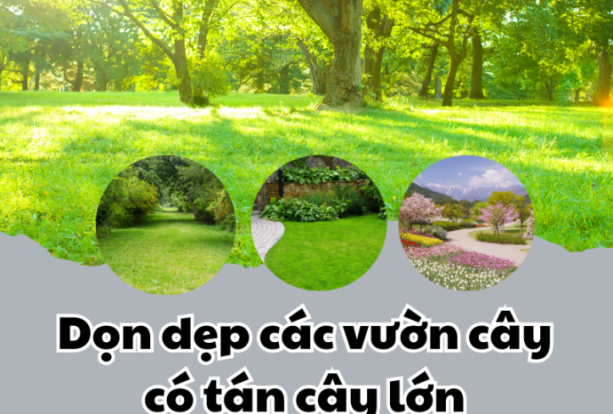 Dọn dẹp các vườn cây có tán cây lớn